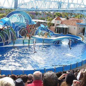 Dolphin Show