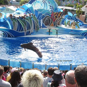 Short Finned Pilot Whale