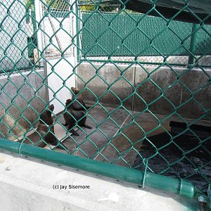 Sea Lions about to be Released