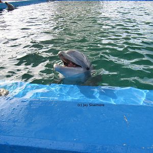 Razzle the Atlantic Bottlenose Dolphin