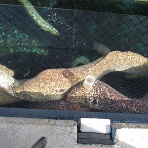 Feeding California Moray Eels