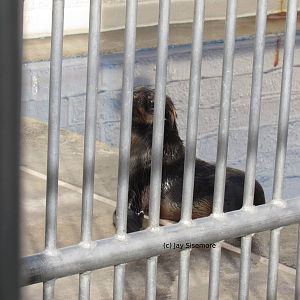 Guadelupe Fur Seal Pup about to be released