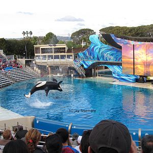 Orca Show