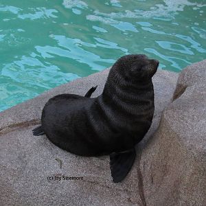 Guadelupe Fur Seal