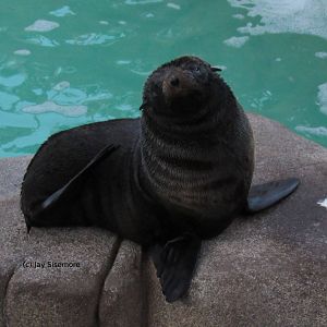 Guadelupe Fur Seal