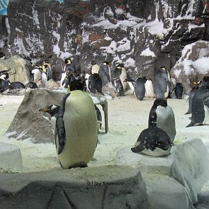 Penguin Encounter