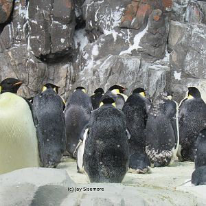 Emperor Penguins