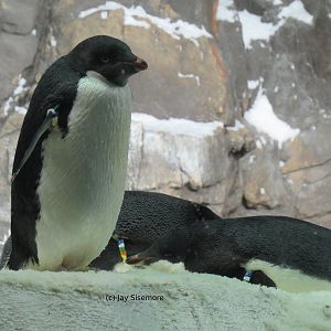 Adelie Penguin