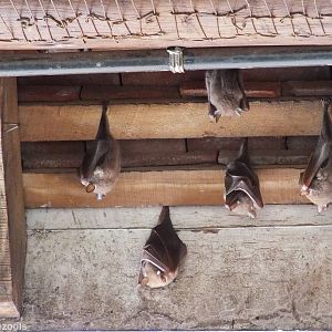 Wahlberg's Epauletted Fruit Bats - Nairobi National Park