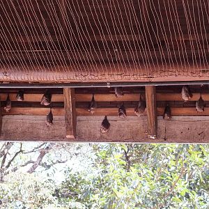 Wahlberg's Epauletted Fruit Bats - Nairobi National Park