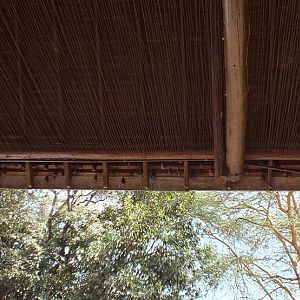 Wahlberg's Epauletted Fruit Bats in National Park Entrance - Nairobi Nation