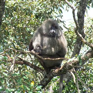 Olive Baboon - Nairobi National Park
