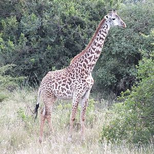 Maasai Giraffe - Nairobi National Park