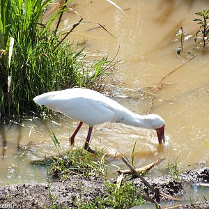 African Spoonbill - Nairobi National Park