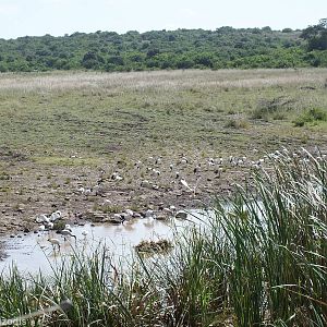 Sacred Ibis - Nairobi National Park