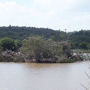 Sacred Ibis and African Fish-eagle - Nairobi National Park
