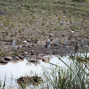 Sacred Ibis, Cattle Egrets, and Egyptian Goose - Nairobi National Park