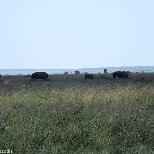 White Rhinos and Coke's Hartebeest - Nairobi National Park