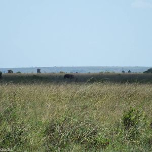 White Rhinos - Nairobi National Park