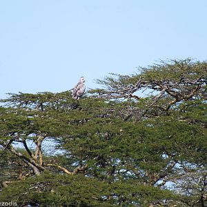 Martial Eagle - Nairobi National Park