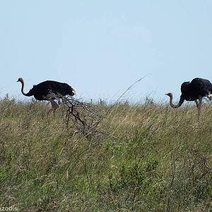 Maasai Ostrich - Nairobi National Park