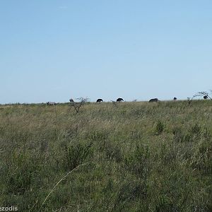 Zebras and Ostrich - Nairobi National Park
