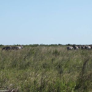Zebras - Nairobi National Park