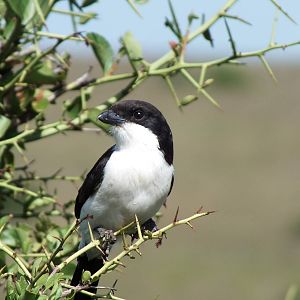 Long-tailed Fiscal - Nairobi National Park