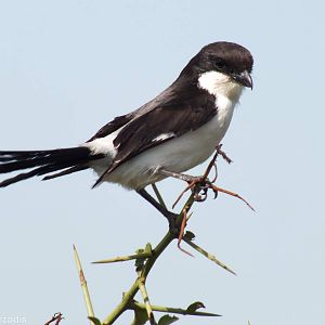 Long-tailed Fiscal - Nairobi National Park