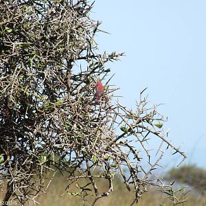 Red-billed Firefinch - Nairobi National Park