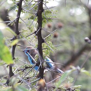 Red-cheeked Cordon-bleu - Nairobi National Park