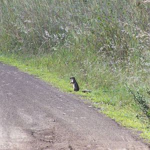 Striped Ground Squirrel - Nairobi National Park