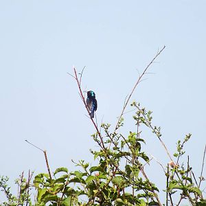 Variable Sunbird - Nairobi National Park