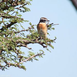 Whinchat - Nairobi National Park