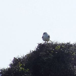 Black-winged Kite - Nairobi National Park