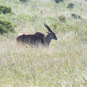 Eland - Nairobi National Park