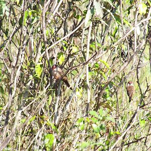 Common Waxbill - Nairobi National Park