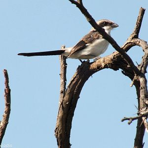 Immature Common Fiscal (?) - Nairobi National Park