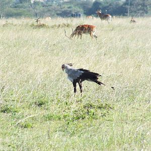 Secretarybird - Nairobi National Park