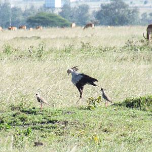 Secretarybird and Crowned Lapwings - Nairobi National Park