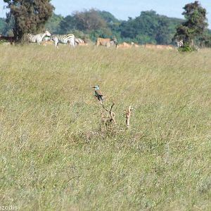 European Roller - Nairobi National Park