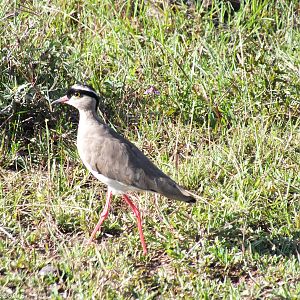 Crowned Lapwing - Nairobi National Park
