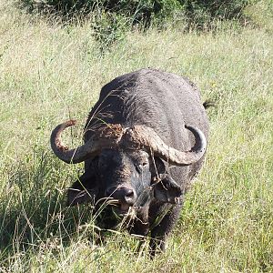 Cape Buffalo - Nairobi National Park