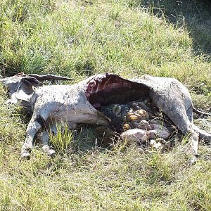 Lion Kill - Nairobi National Park