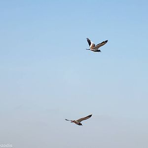 Crowned Lapwings - Nairobi National Park