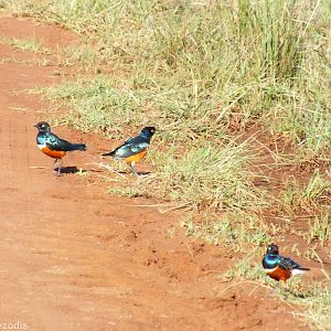 Superb Starlings - Nairobi National Park