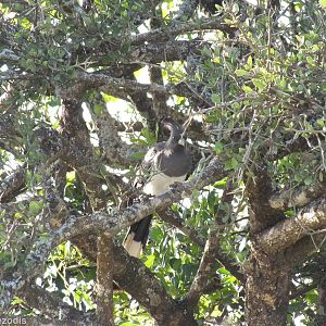 White-bellied Go-away Bird - Nairobi National Park