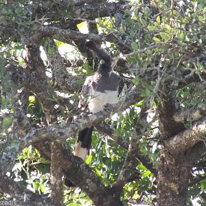 White-bellied Go-away Bird - Nairobi National Park