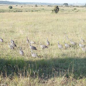Helmeted Guineafowl - Nairobi National Park