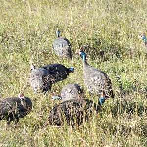 Helmeted Guineafowl - Nairobi National Park